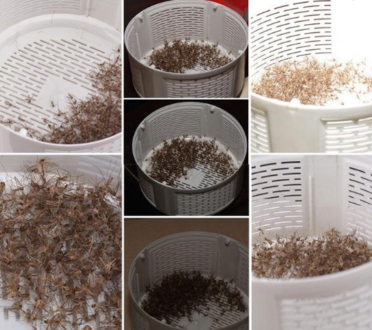 MOSQUITO TRAP - USB POWERED LED MOSQUITO KILLER LAMP [QUIET + NON-TOXIC]